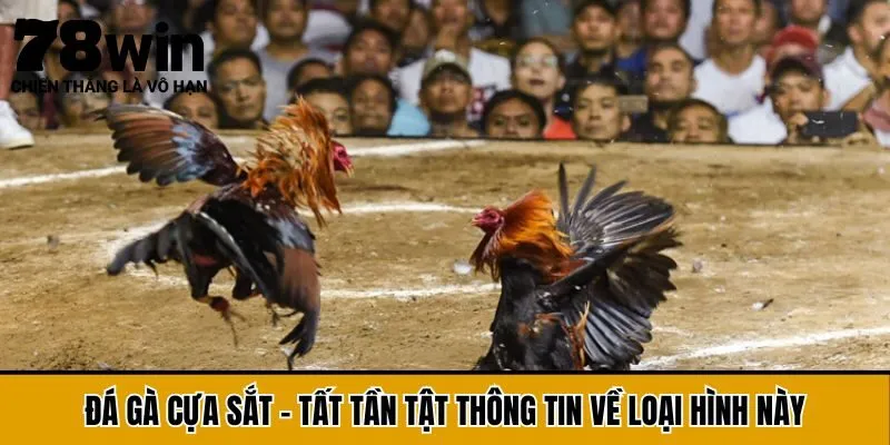 Đá Gà Cựa Sắt - Tất Tần Tật Thông Tin Về Loại Hình Này